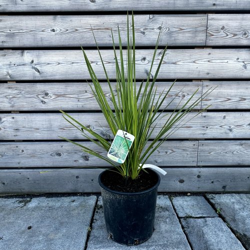 Cordyline Australis, Kordylína austrálska, kont. C10L, výška: 60-80 cm (-12°C)